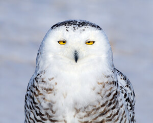 A young Snowy Owl sits in a winter field - Ontario