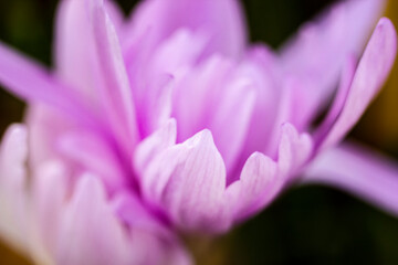 Lilac autumn flowers of colchicum on a background of fallen leaves