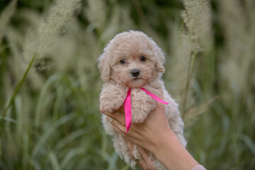 Adorable Maltese and Poodle mix Puppy (or Maltipoo dog), running and jumping happily, in the park. Autumn Fall season