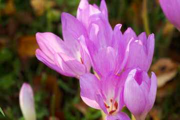 Lilac autumn flowers of colchicum on a background of fallen leaves