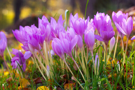 Lilac autumn flowers of colchicum on a background of fallen leaves