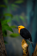 Naklejka premium scarlet-headed blackbird portrait in nature