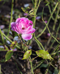 Large, hot pink roses in the garden, close-up, selective focus