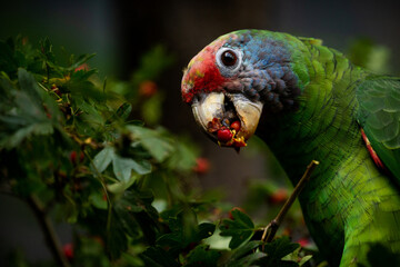 red-tailed amazon portrait in nature