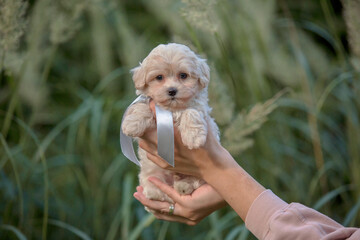 Adorable Maltese and Poodle mix Puppy (or Maltipoo dog), running and jumping happily, in the park. Autumn Fall season