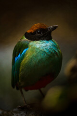 western hooded pitta portrait in nature