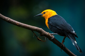 scarlet-headed blackbird portrait in nature