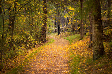 Autumn alley in the park covered with yellow leaves