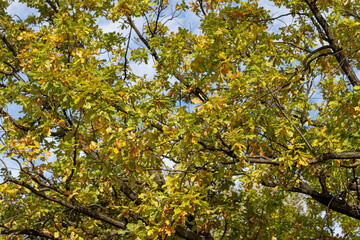 Fototapeta na wymiar Yellow oak leaves on a background of blue sky in autumn.