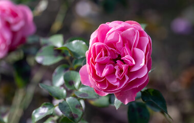 Large, hot pink roses in the garden, close-up, selective focus