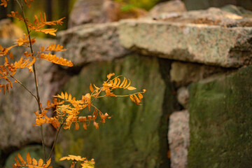 Young yellow autumn mountain ash on the background of a stone wall