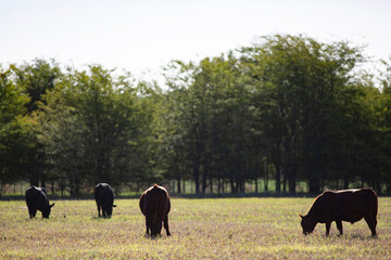Angus en el campo argentino