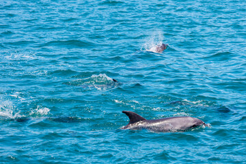 Fototapeta premium Pod of Dolphins in Bay of Islands, New Zealand