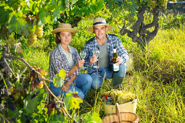 Naklejka na ściany i meble Woman and man winemakers trying white wine near basket of grapes in sunny garden