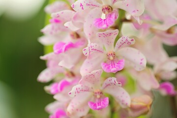 蘭（Rhynchostylis gigantea）