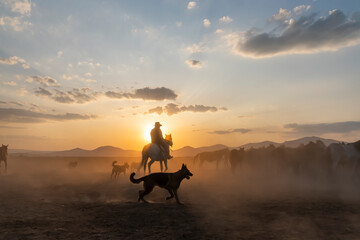 Wild horses run in foggy at sunset. Between Cappadocia and Kayseri, Turkey