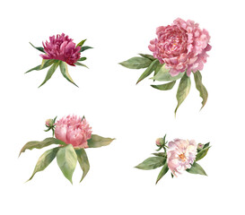 watercolor flower arrangement with flowers and leaves of peonies