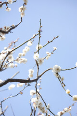 梅の花