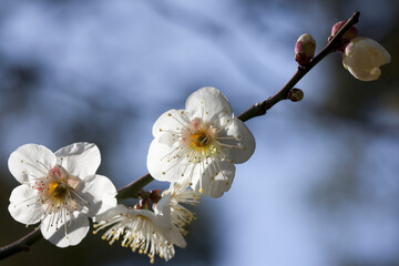 梅の花