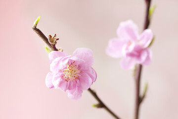 Fototapeta na wymiar 桃の花