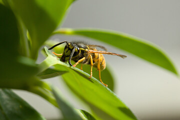 close up of a wasp on a green leaf of a houseplant