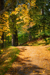 Obraz premium Autumn alley in the park covered with yellow leaves