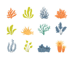 Collection of seaweeds. 