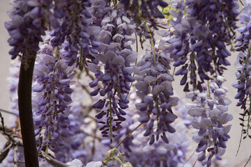 Flores de glicinia color violeta en vistosos racimos en primavera.
La wisteria, glicina o glicinia...