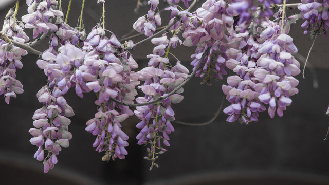 Flores de glicinia color violeta en vistosos racimos en primavera.
La wisteria, glicina o glicinia (Wisteria sinensis) es una maravillosa enredadera capaz de cubrir cualquier fachada 