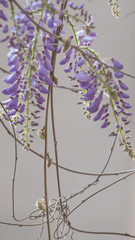 Flores de glicinia color violeta en vistosos racimos en primavera.
La wisteria, glicina o glicinia...