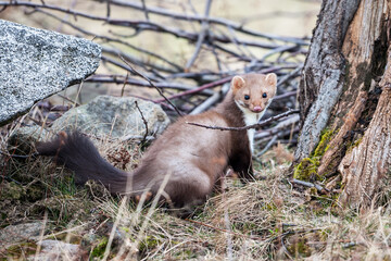 Stone marten, Martes foina, with clear green background. Beech marten, detail portrait of forest animal. Small predator sitting on the beautiful green moss stone in the forest. Wildlife scene, France