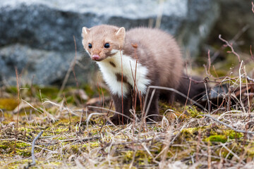 Stone marten, Martes foina, with clear green background. Beech marten, detail portrait of forest animal. Small predator sitting on the beautiful green moss stone in the forest. Wildlife scene, France