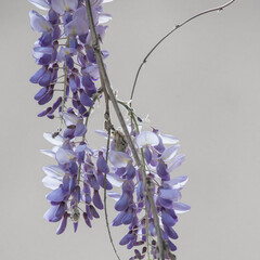 Flores de glicinia color violeta en vistosos racimos en primavera.
La wisteria, glicina o glicinia...
