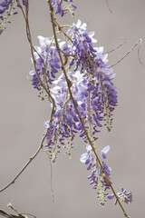 Flores de glicinia color violeta en vistosos racimos en primavera.
La wisteria, glicina o glicinia...