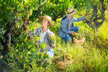Portrait of woman and man winemakers picking harvest of grape in sunny garden
