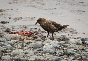 Hungry Skua (Stercorariidae), Antarctica