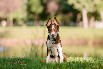 Cute border collie dog puppy. Funny ears. Puppy dog