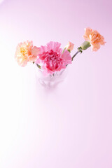 カーネーション