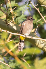 Endemic Cape Bulbul (Pycnonotus capensis) perched in tree, Western Cape, South Africa