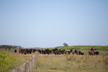 Angus en el campo argentino