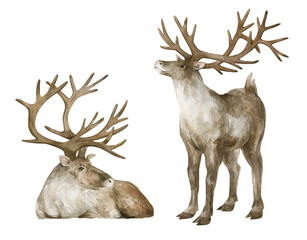 Watercolor illustration with with reindeer isolated on white background. Wild male deer. Nature wildlife © Kate K.