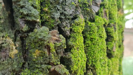 moss on tree