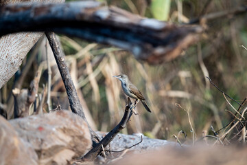 Oriental Reed Warbler