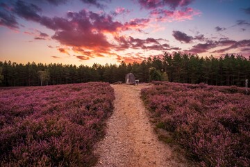 Heidschnuckenweg bei Hermannsburg