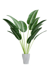 Decorative houseplant of exotic plant