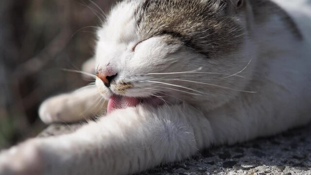 【動物】舌で前足の毛づくろいをする野良猫