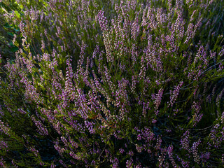 Flowers in the wild 