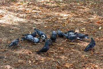 gray pigeons eat in Park autumn leaves