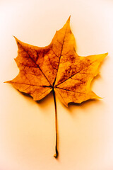 Autumn background made of dry leaves. Flat lay, top view. Copy space for text.