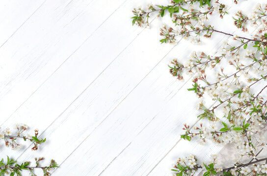 Fresh cherry blossom on white painted wooden planks. Copy space
